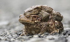Padde (Toad)