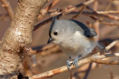 Tufted-Titmouse