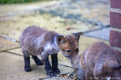 When the fox cubs came to visit