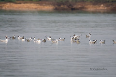 Birds of Vizag Waterbodies