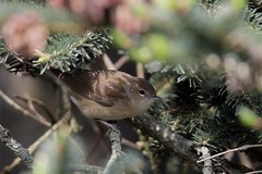 Fauvette des jardins - Garden Warbler (Sylvia borin)