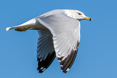 Wildlife - Gulls