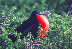 Oiseaux des Galapagos