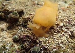 Chitons et limaces de mer et nudibranches