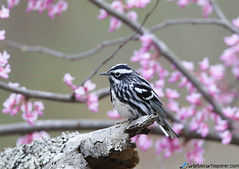 black-and-white warbler plumages