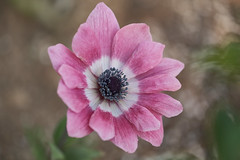 anemone pavonina