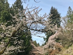 Springtime in Seattle