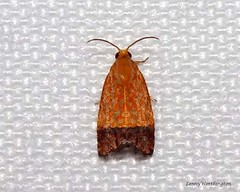 Moths of Thailand Tortricidae