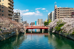 Ooka River Promenade, Yokohama (Fri., Mar. 26, 2021)