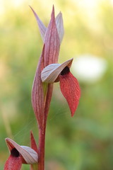 Serapias strictiflora