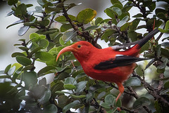 Hawaiian birds, April, 2021