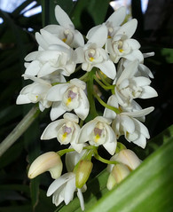 orchid species i've bloomed #23 (full)