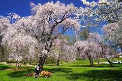 Brandywine Park Cherry Blossoms 04-06-21