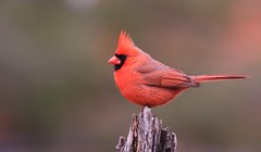 cardinal rouge- northern cardinal