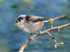 Long-tailed tit  