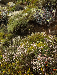 Wildflowers at Pt. Lobos, 2005-1862