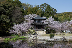 Kyoto in Spring 春の京都