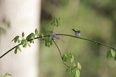 4-4-2021 Chipping Sparrow (Spizella passerina)