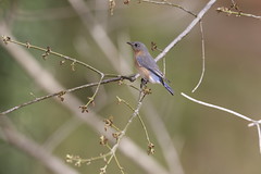 3-21-2021 Eastern Bluebird (Sialia sialis)