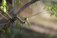 4-4-2021 Orange-crowned Warbler (Vermivora celata)