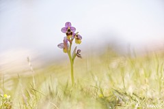 Ophrys neglecta : Ophrys négligé