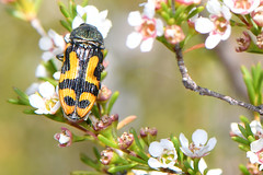 Flies on Jewel Beetles