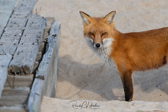 Red Foxes of the Jersey Shore | 2021