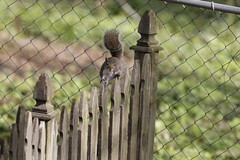 4-9-2021 Goldie- Eastern Gray Squirrel (Sciurus carolinensis)