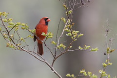 4-9-2021 Northern Cardinal (Cardinalis cardinalis)