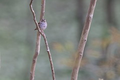 4-9-2021 White-throated Sparrow (Zonotrichia albicollis)
