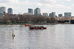 Spring has Sprung on the Charles River Esplanade