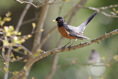 4-9-2021 American Robin (Turdus migratorius)