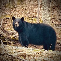 Black Bear of Mount Klonteska
