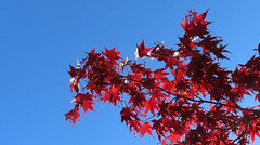 Leaves, Maryland