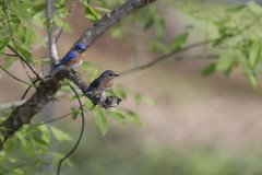 4-9-2021 Eastern Bluebird (Sialia sialis)