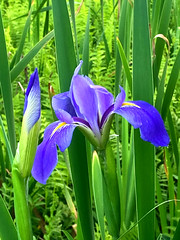 Louisiana Iris Season