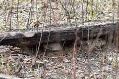 3-26-2021 Canebrake Rattlesnake (Crotalus horridus) and Eastern Box Turtle (Terrapene carolina carolina)