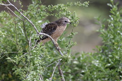 4-9-2021 Red-shouldered Hawk (Buteo lineatus)