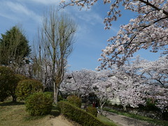 Cherry-blossom viewing 2021, Asukano, Ikoma @Nara,Apr2021