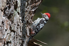 Middle spotted woodpecker/Mittelspecht