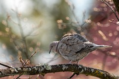 Tourterelle turque - Eurasian collared dove