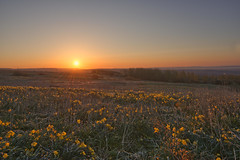 Woodland Photography Workshop Sunrise/Sunset
