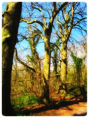 Welsh Trees