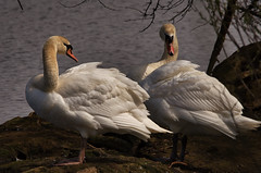 Schwäne / Swan