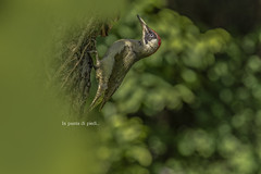 Picchio verde - Picus viridis - Pic vert - European green woodpecker - Grünspecht - Picot verd comú - Zelena žolna