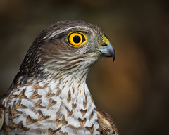 Female sparrowhawk 2021-04-17