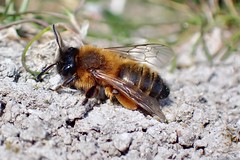 Bees of Northumberland 