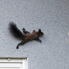 Squirrels nesting at terraced houses