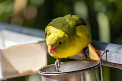 Regent parrot