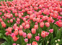 Longwood Tulips 04-19-21